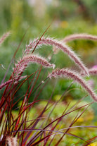 Outdoor Plant Pennisetum Rubrum Pennisetum Rubrum