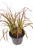 Outdoor Plant Pennisetum Rubrum Pennisetum Rubrum