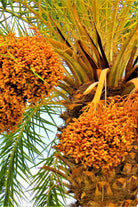 Outdoor Plant Phoenix dactylifera Phoenix dactylifera