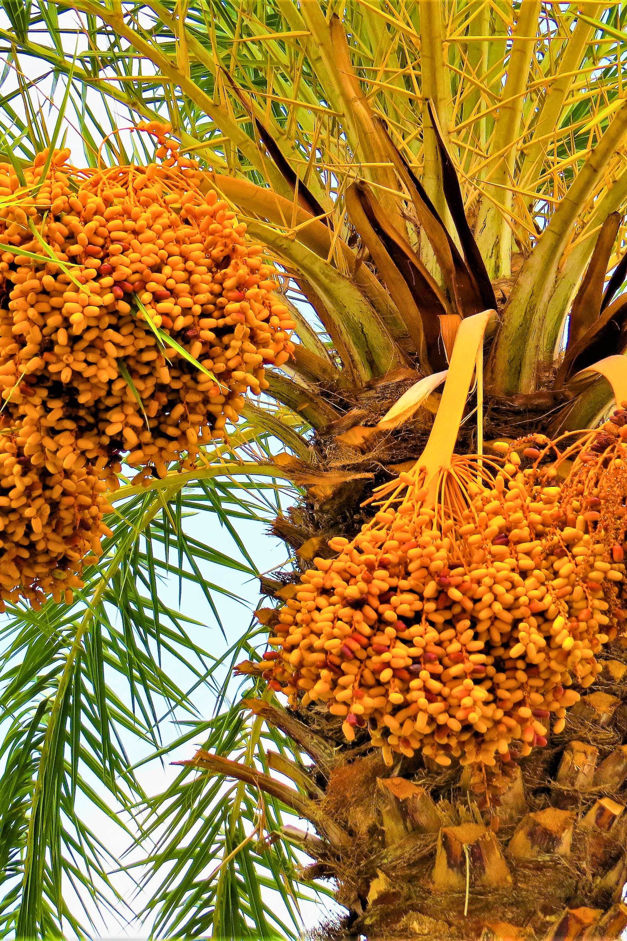 Outdoor Plant Phoenix dactylifera Phoenix dactylifera