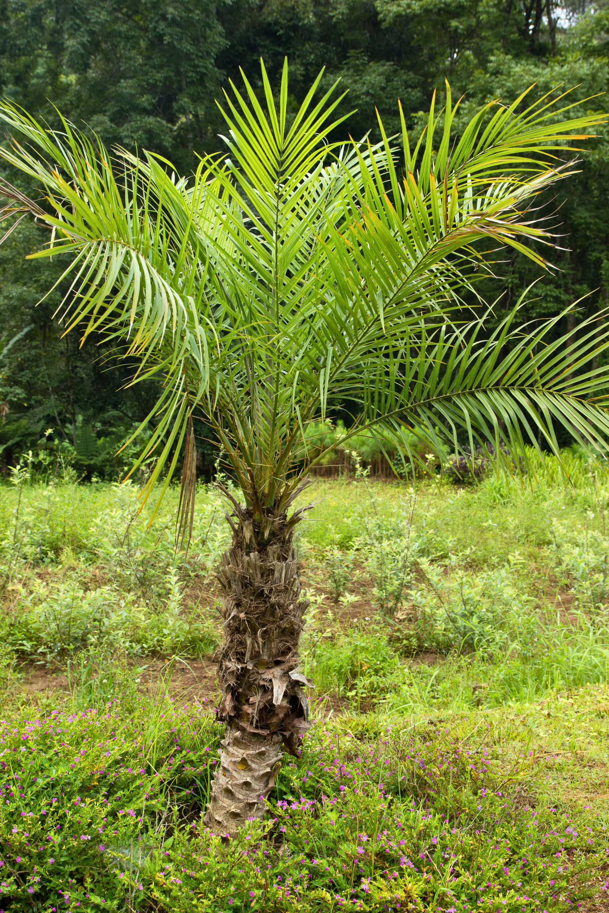 Outdoor Plant Phoenix roebelenii Phoenix roebelenii