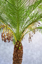 Outdoor Plant Phoenix roebelenii Phoenix roebelenii