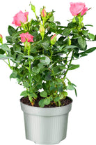 Outdoor Plant Pink Rosa spp. (Patio variety) Rosa spp. (Patio variety)