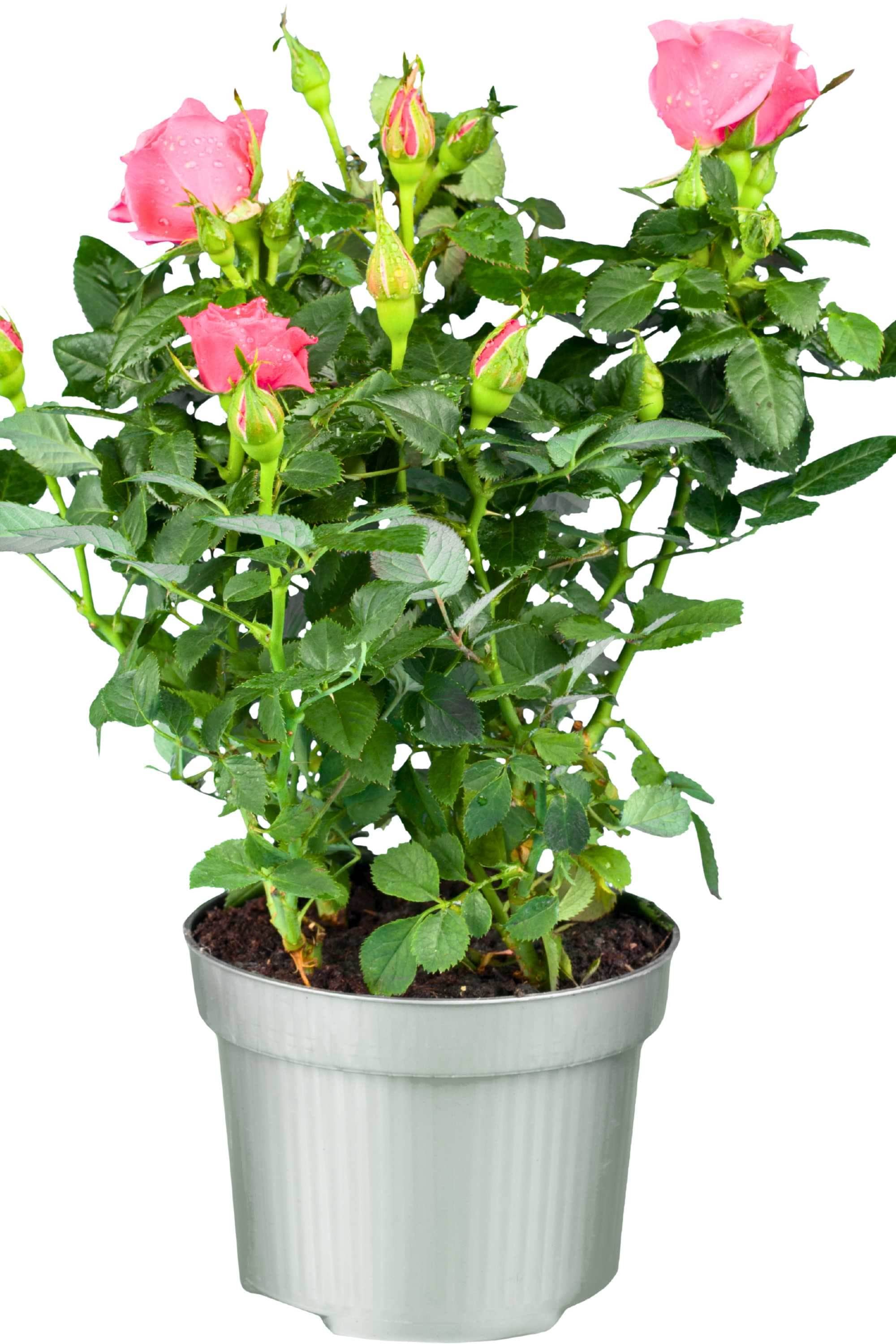 Outdoor Plant Pink Rosa spp. (Patio variety) Rosa spp. (Patio variety)