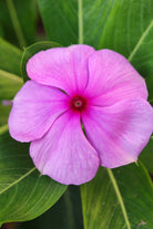 Outdoor Plant Pink / Small v9 Pot Catharanthus roseus Catharanthus roseus