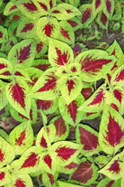 Outdoor Plant Plectranthus Scutellarioides Plectranthus Scutellarioides