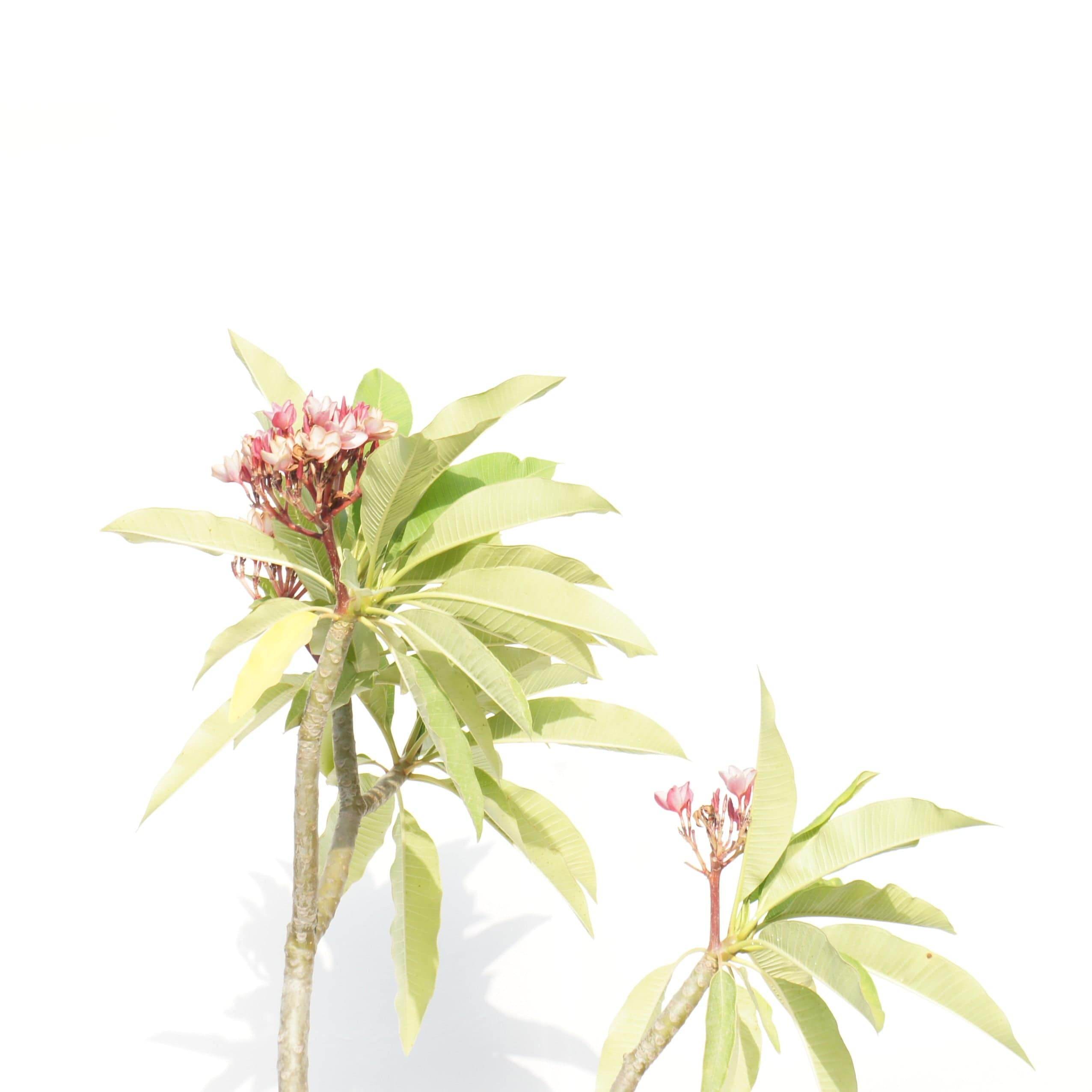 Outdoor Plant Plumeria spp Plumeria spp