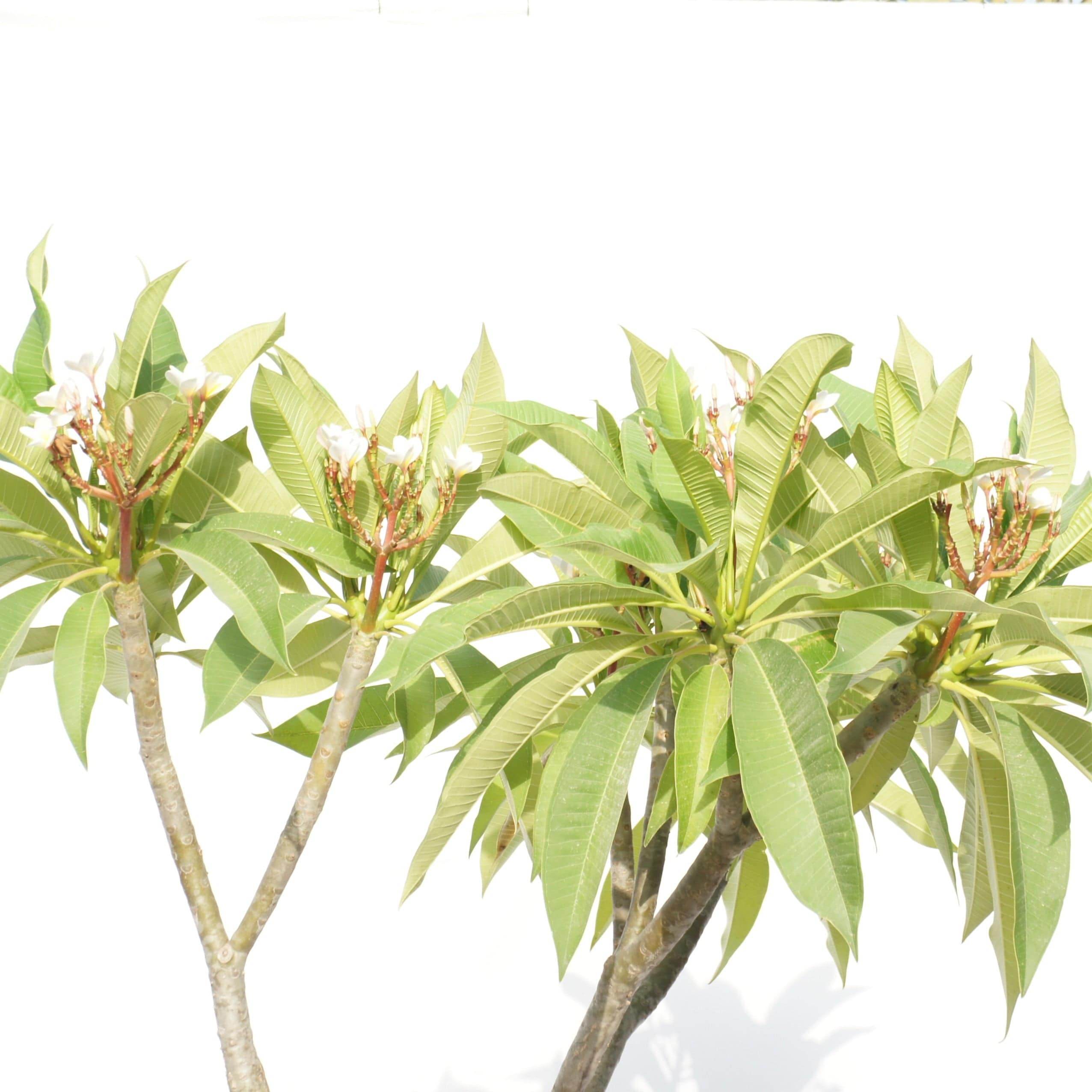 Outdoor Plant Plumeria spp Plumeria spp