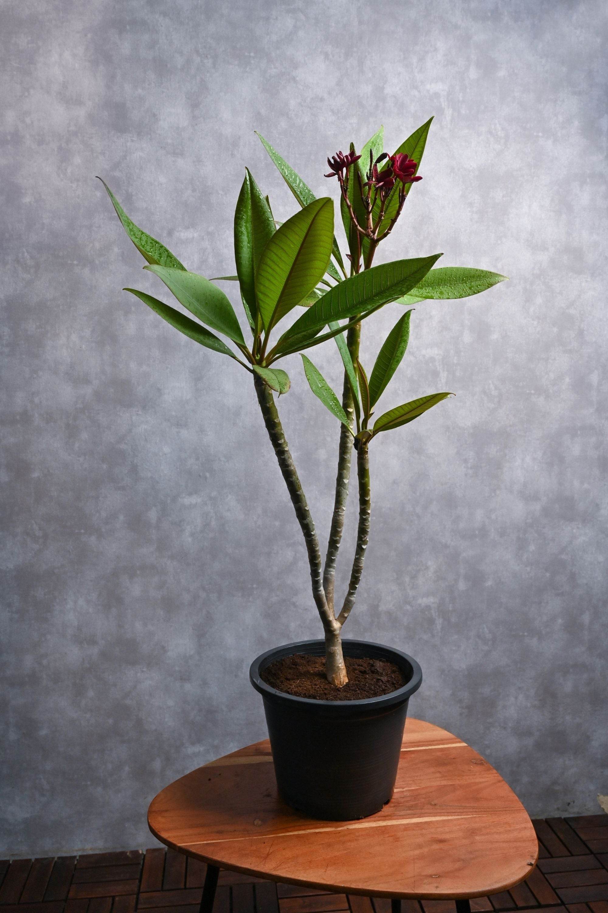 Outdoor Plant Plumeria spp Plumeria spp