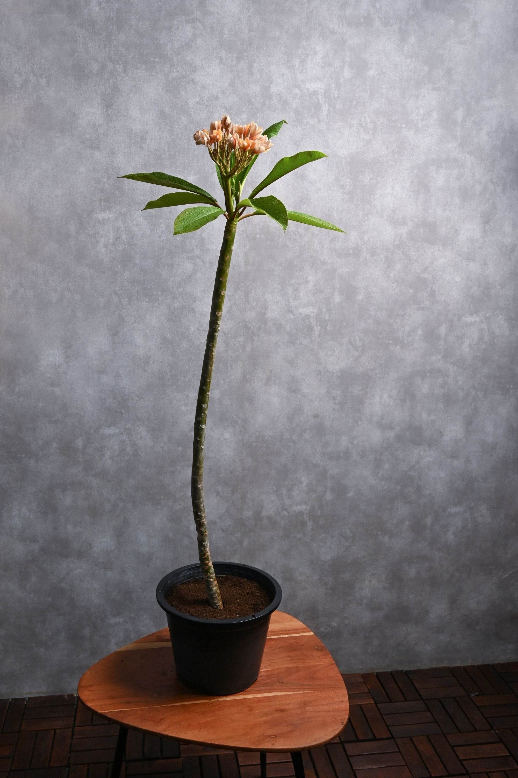 Outdoor Plant Plumeria spp Plumeria spp
