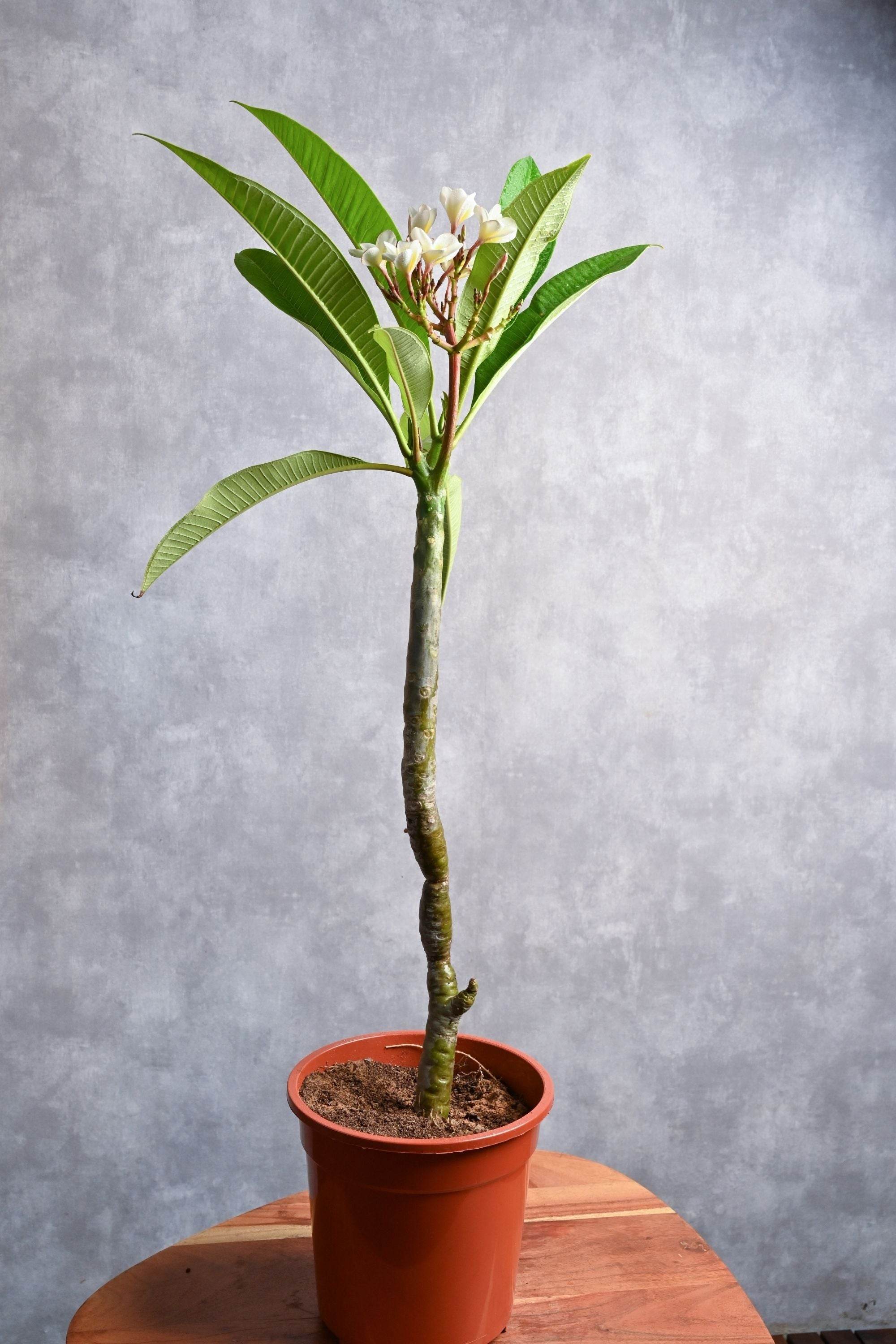 Outdoor Plant Plumeria spp Plumeria spp