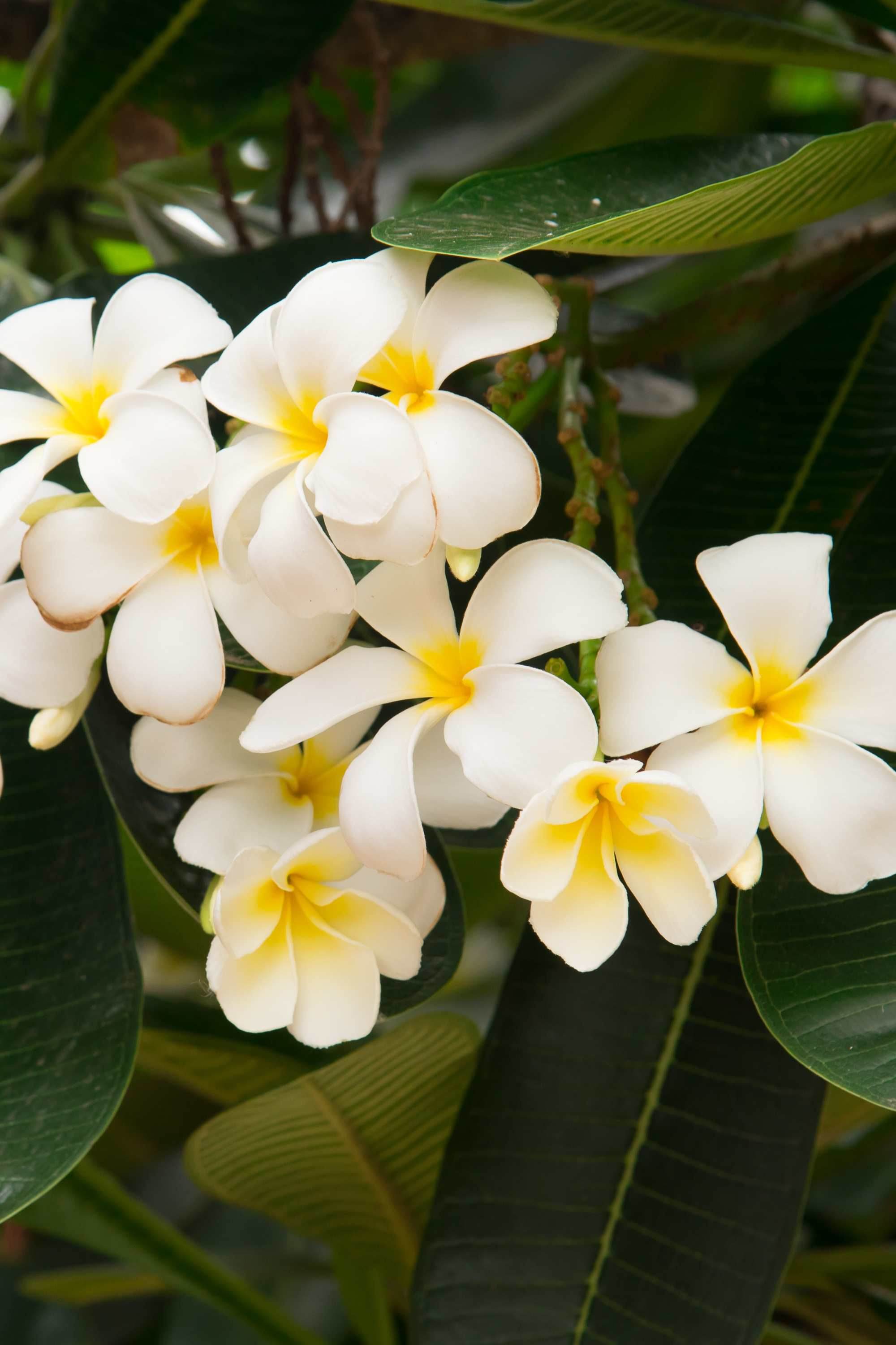 Outdoor Plant Plumeria spp Plumeria spp