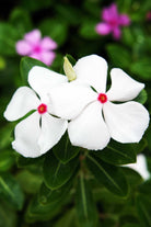 Outdoor Plant Polka / Small v9 Pot Catharanthus roseus Catharanthus roseus