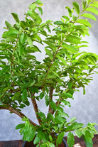 Outdoor Plant Psidium guajava Psidium guajava