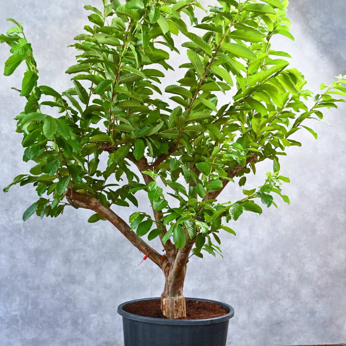 Bonsai Goiaba