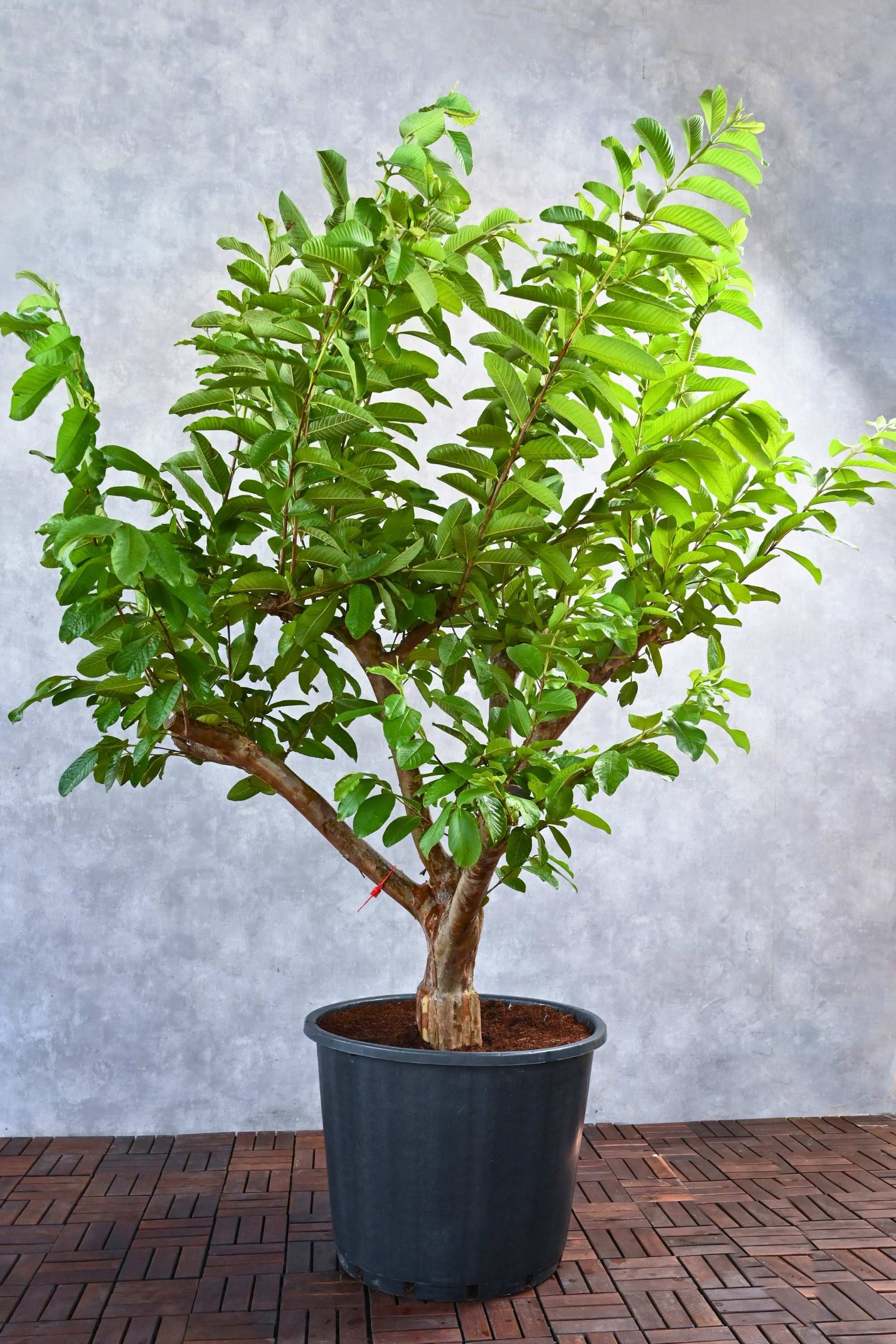 Outdoor Plant Psidium guajava Psidium guajava