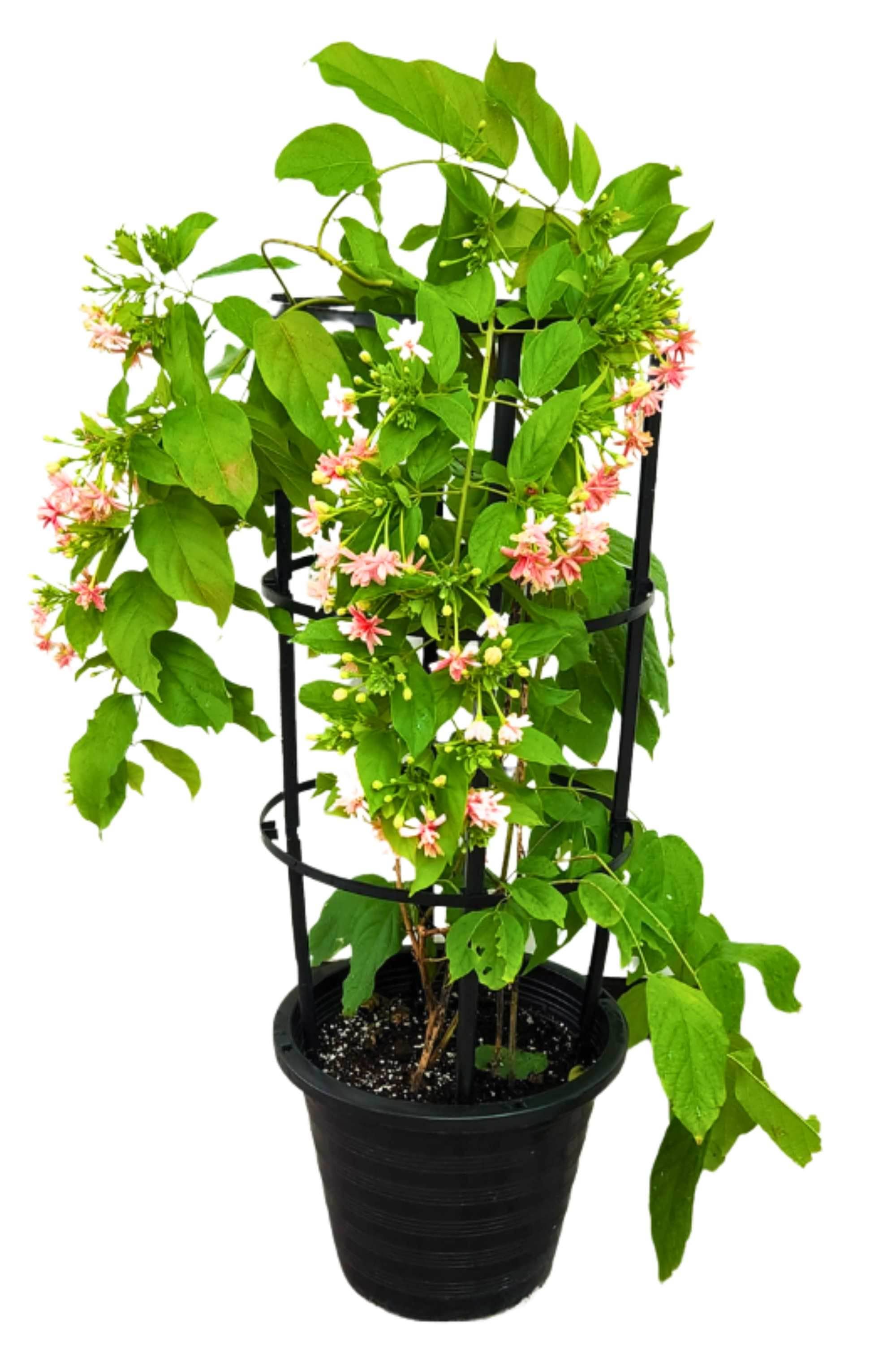Outdoor Plant Quisqualis indica - Single Flower Quisqualis indica - Single Flower
