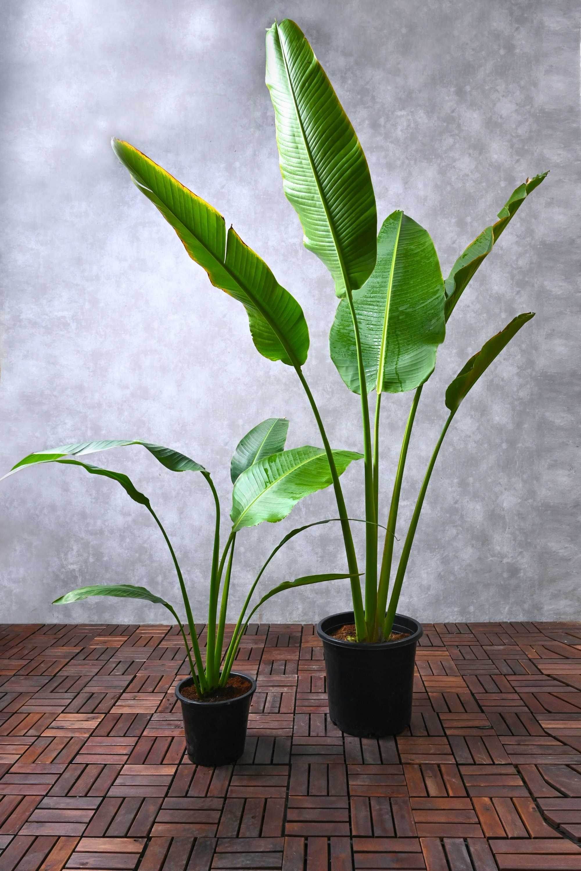 Outdoor Plant Ravenala madagascariensis Ravenala madagascariensis