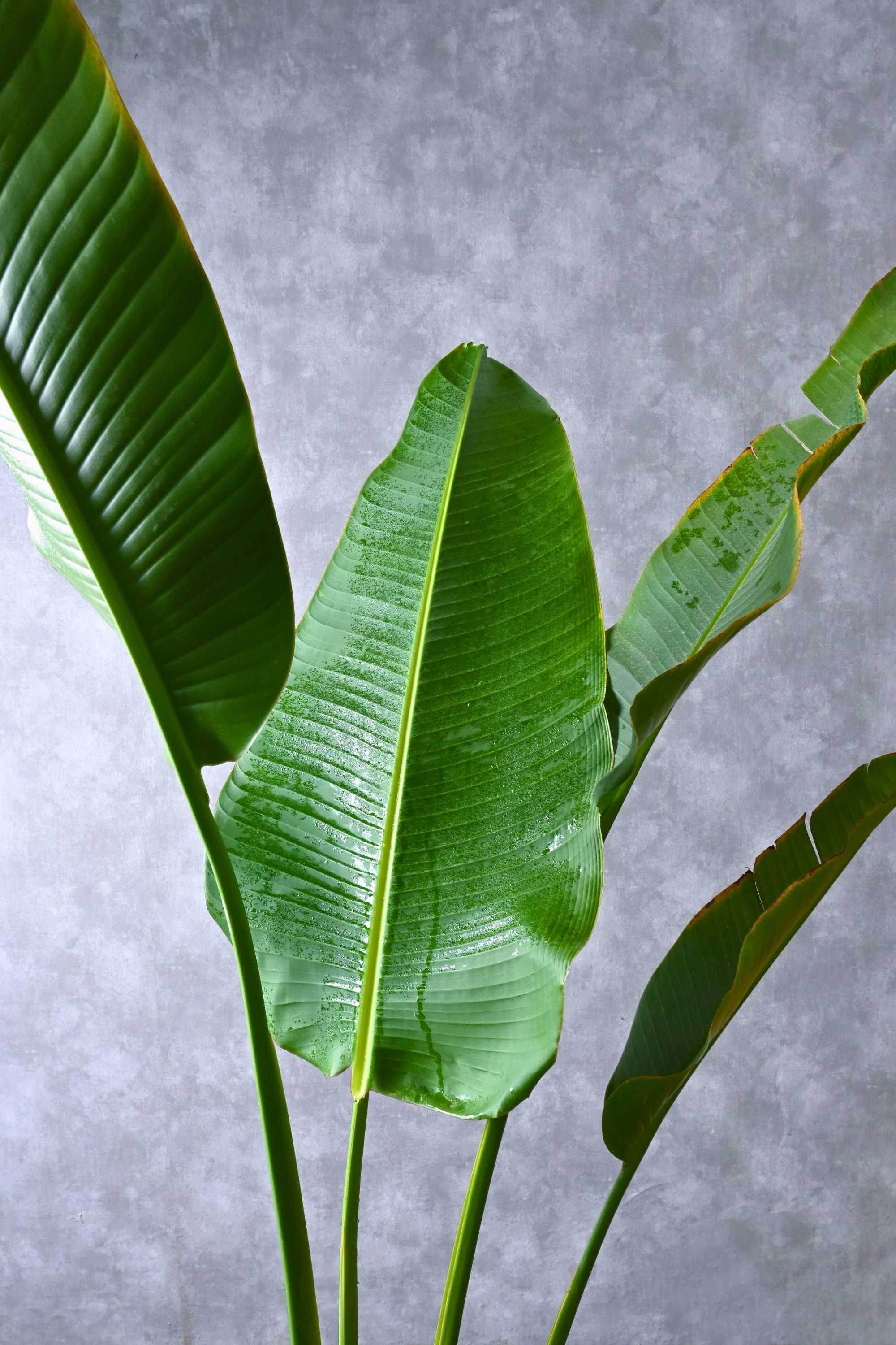 Outdoor Plant Ravenala madagascariensis Ravenala madagascariensis