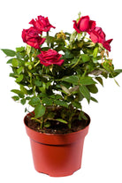 Outdoor Plant Red Rosa spp. (Patio variety) Rosa spp. (Patio variety)