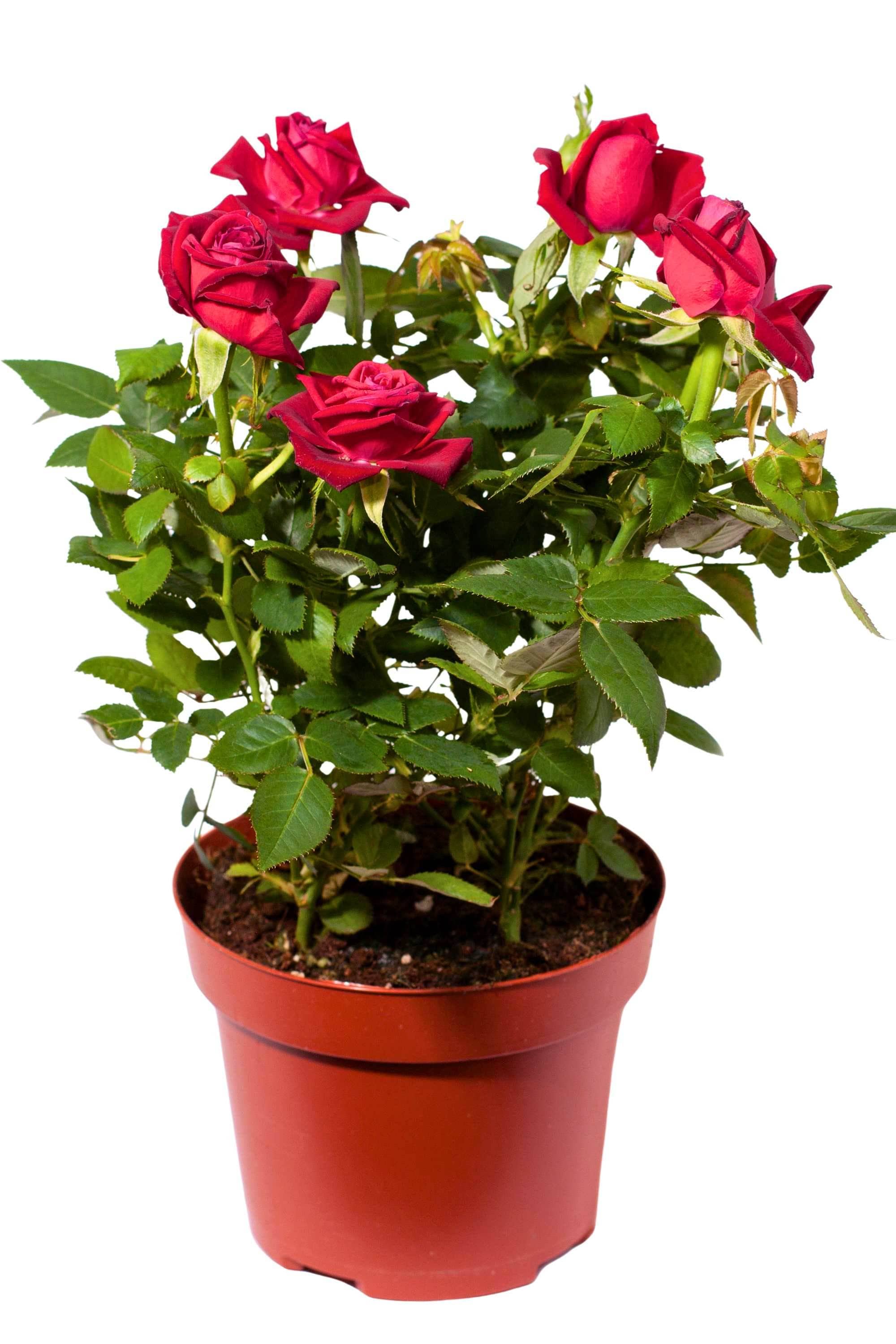 Outdoor Plant Red Rosa spp. (Patio variety) Rosa spp. (Patio variety)