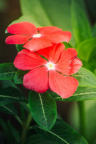 Outdoor Plant Red / Small v9 Pot Catharanthus roseus Catharanthus roseus