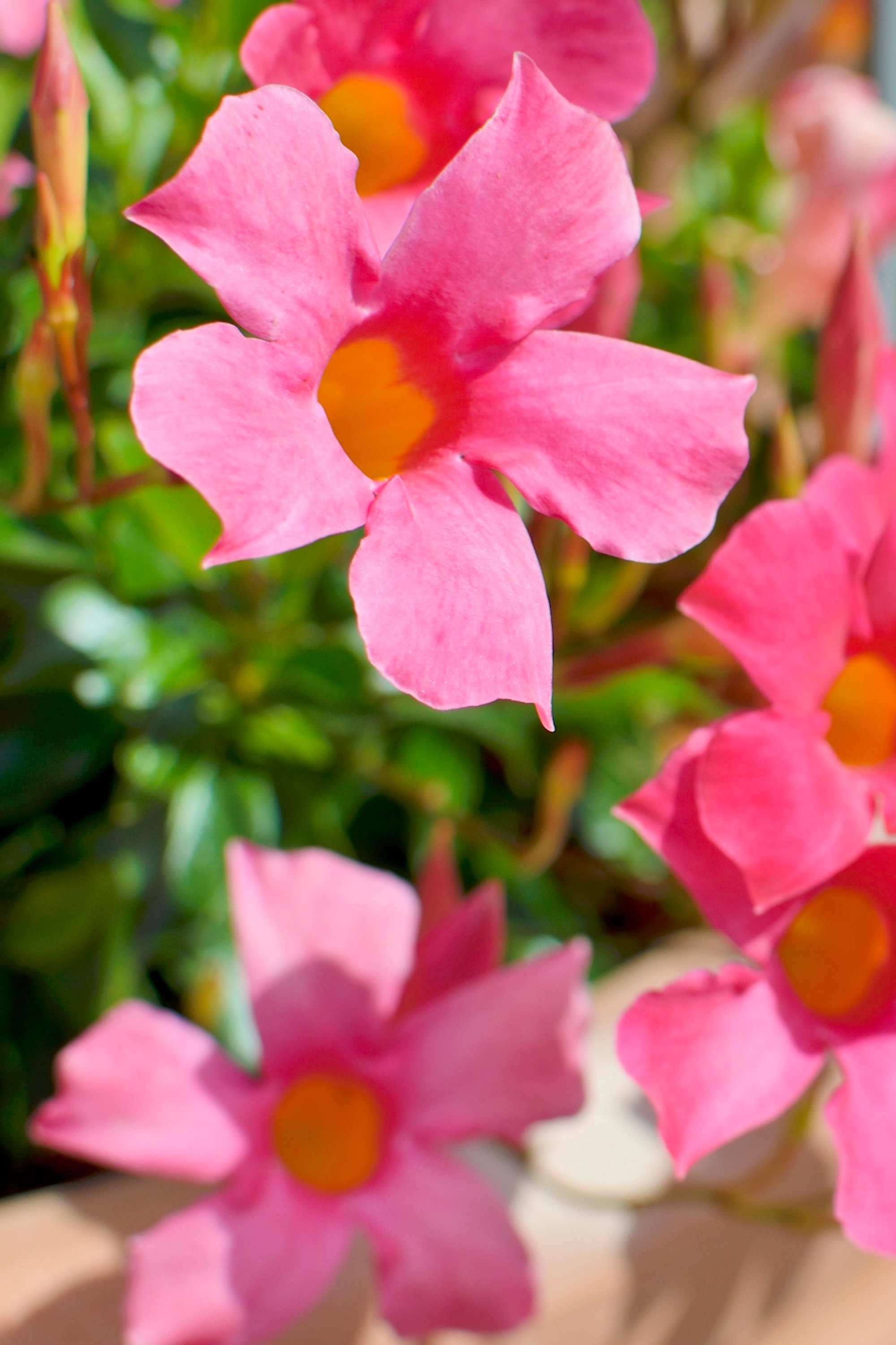 Outdoor Plant Regular Mandevilla spp. Mandevilla spp.