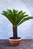 Outdoor Plant Sago Palm Sago Palm