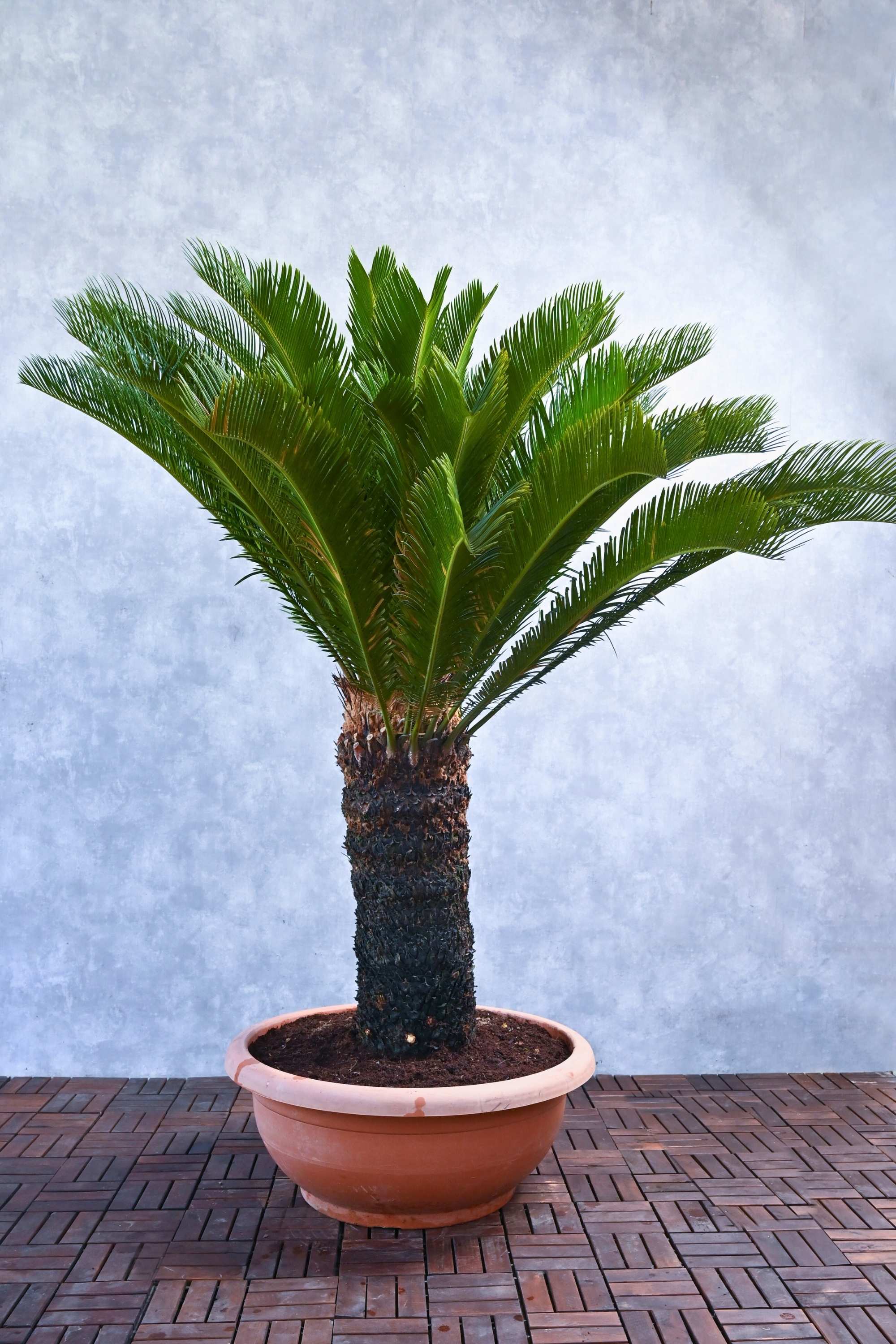 Outdoor Plant Sago Palm Sago Palm