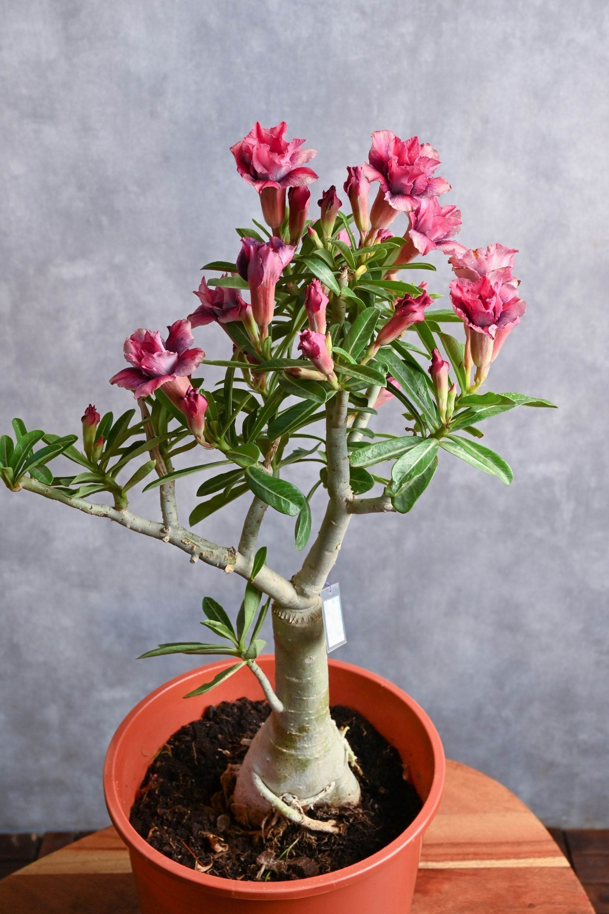 Outdoor Plant Size 30-40 cm / Default Plastic Pot Adenium obesum - Double Flower Adenium obesum - Double Flower