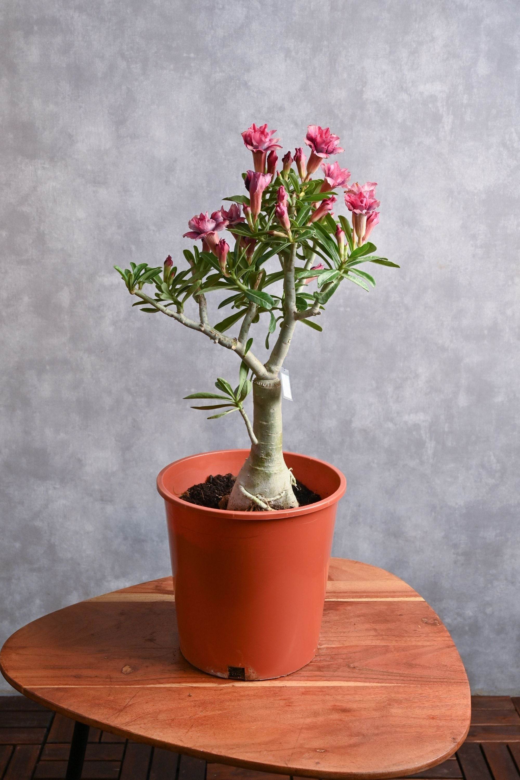 Outdoor Plant Size 30-40 cm / Default Plastic Pot Adenium obesum - Double Flower Adenium obesum - Double Flower
