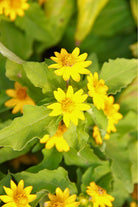 Outdoor Plant Small 15-20cms Sphagneticola trilobata Sphagneticola trilobata