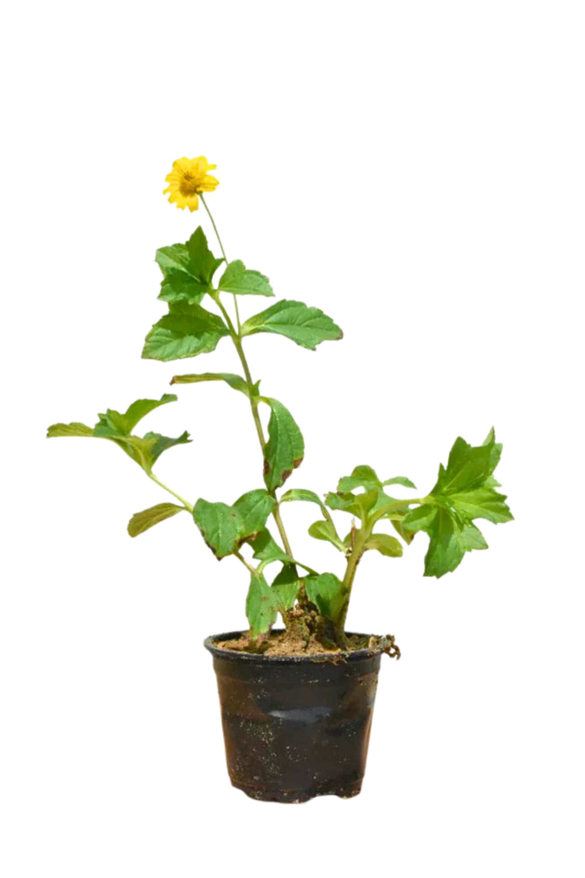 Outdoor Plant Small 15-20cms Sphagneticola trilobata Sphagneticola trilobata