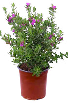 Outdoor Plant Small 20-30 cms Leucophyllum frutescens Leucophyllum frutescens