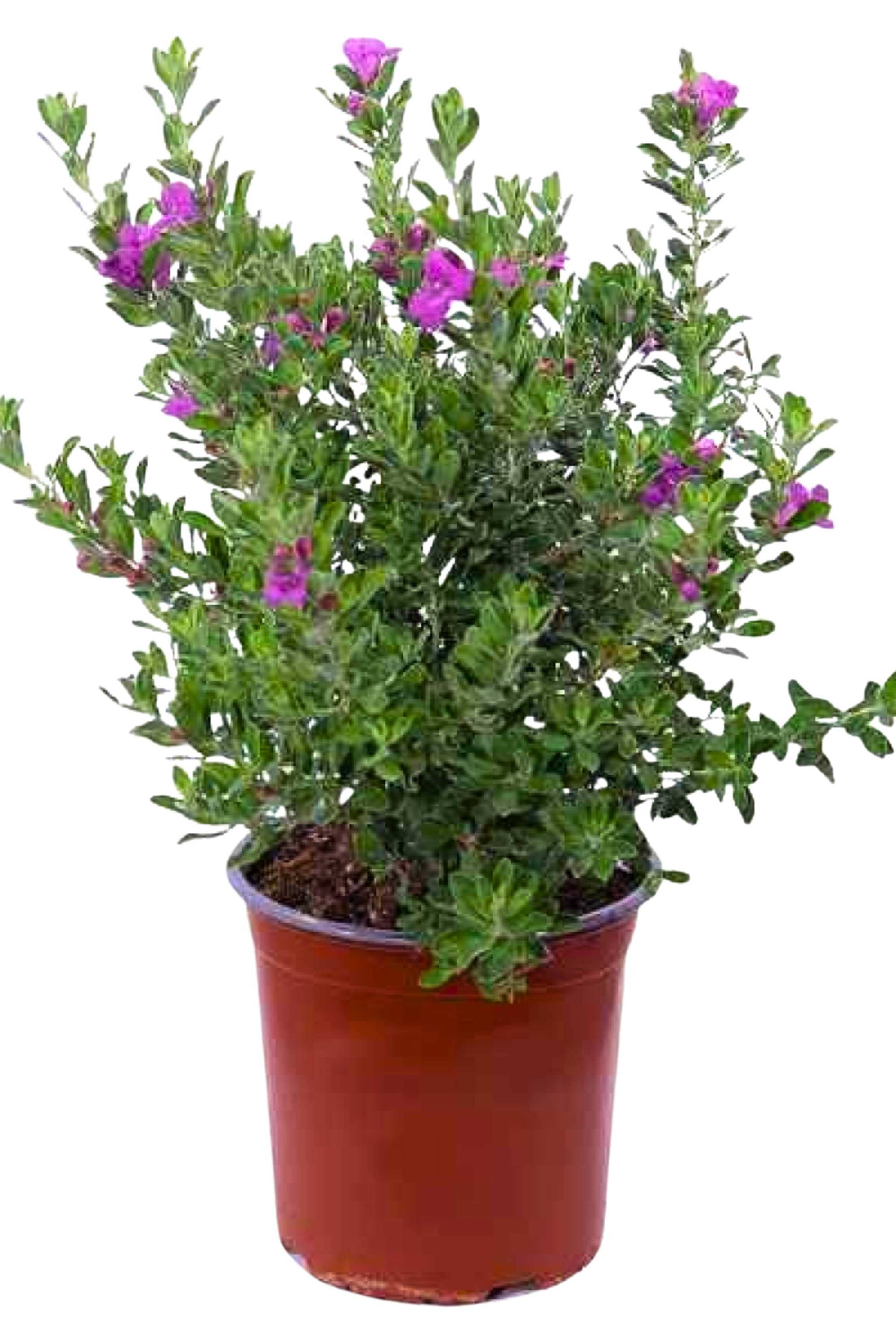 Outdoor Plant Small 20-30 cms Leucophyllum frutescens Leucophyllum frutescens