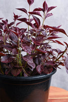 Outdoor Plant Small 20 cms / Default Plastic Pot Alternanthera brasiliana Alternanthera brasiliana