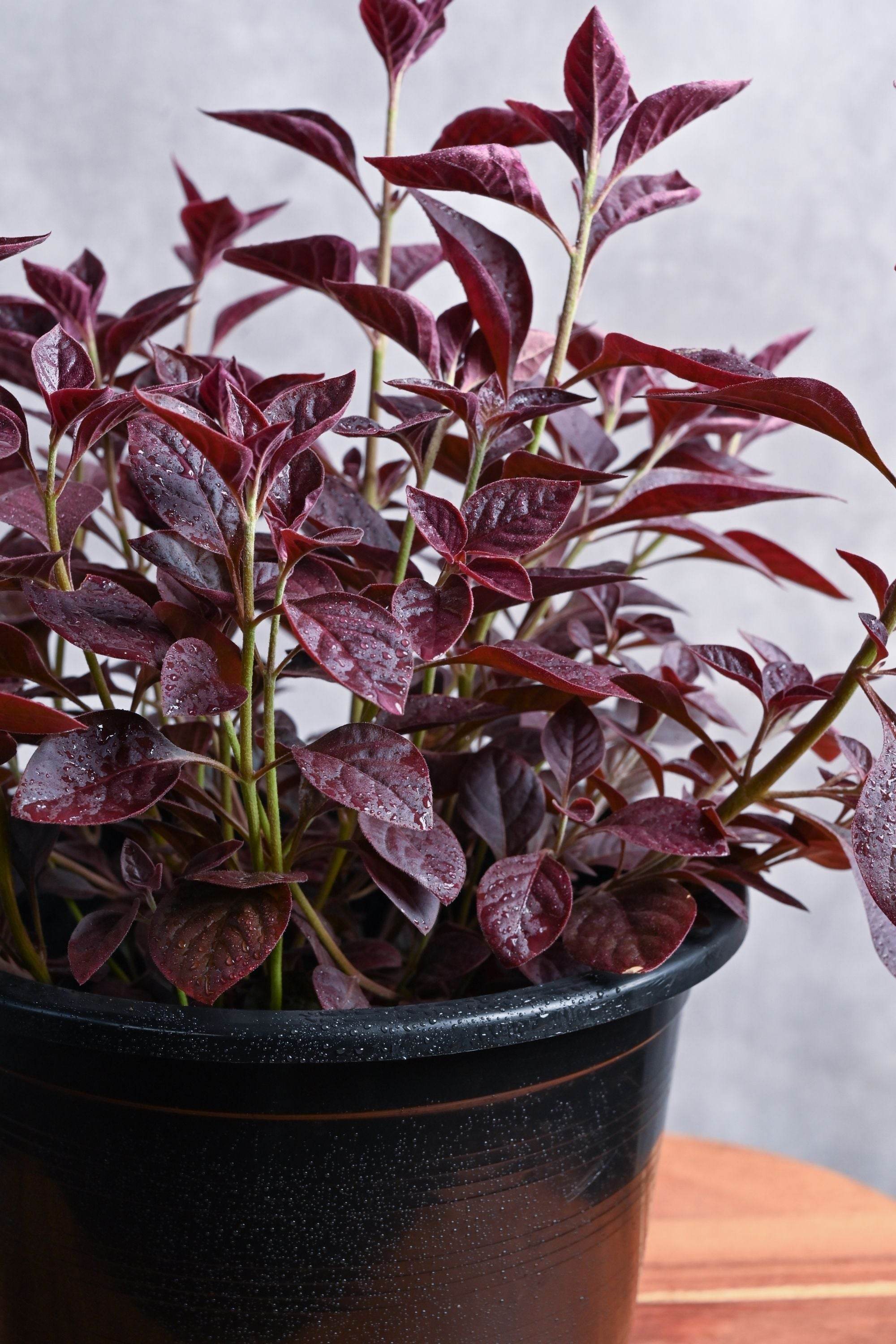 Outdoor Plant Small 20 cms / Default Plastic Pot Alternanthera brasiliana Alternanthera brasiliana