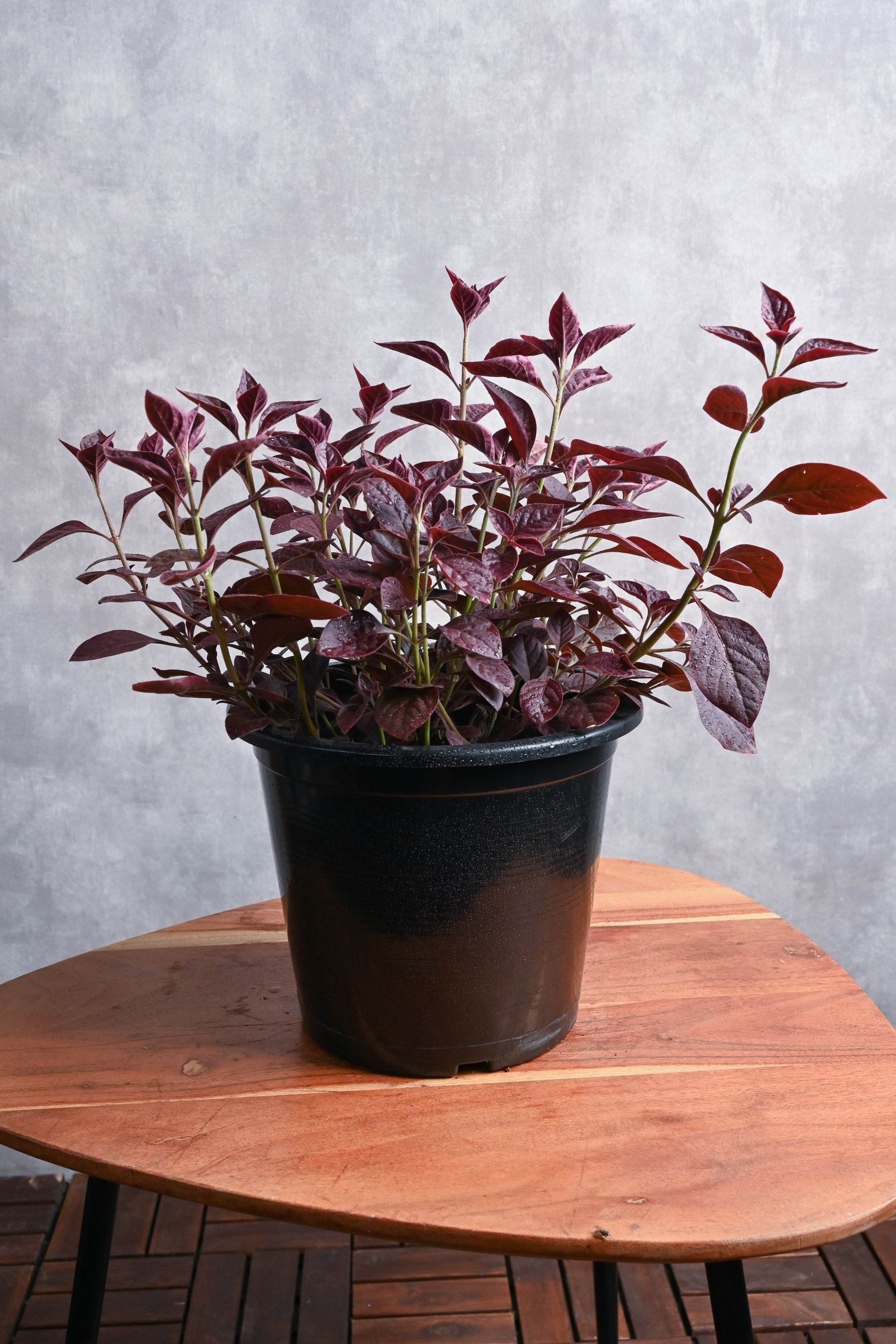 Outdoor Plant Small 20 cms / Default Plastic Pot Alternanthera brasiliana Alternanthera brasiliana