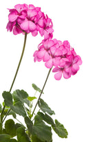 Outdoor Plant Small 20 cms / pink Pelargonium spp. Pelargonium spp.