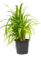 Outdoor Plant Small - 30-35cms Pandanus spp Pandanus spp