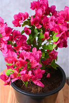 Outdoor Plant Small 30-40 cms Bougainvillae Spectablis Bougainvillae Spectablis | Buy Bougainvillea Online