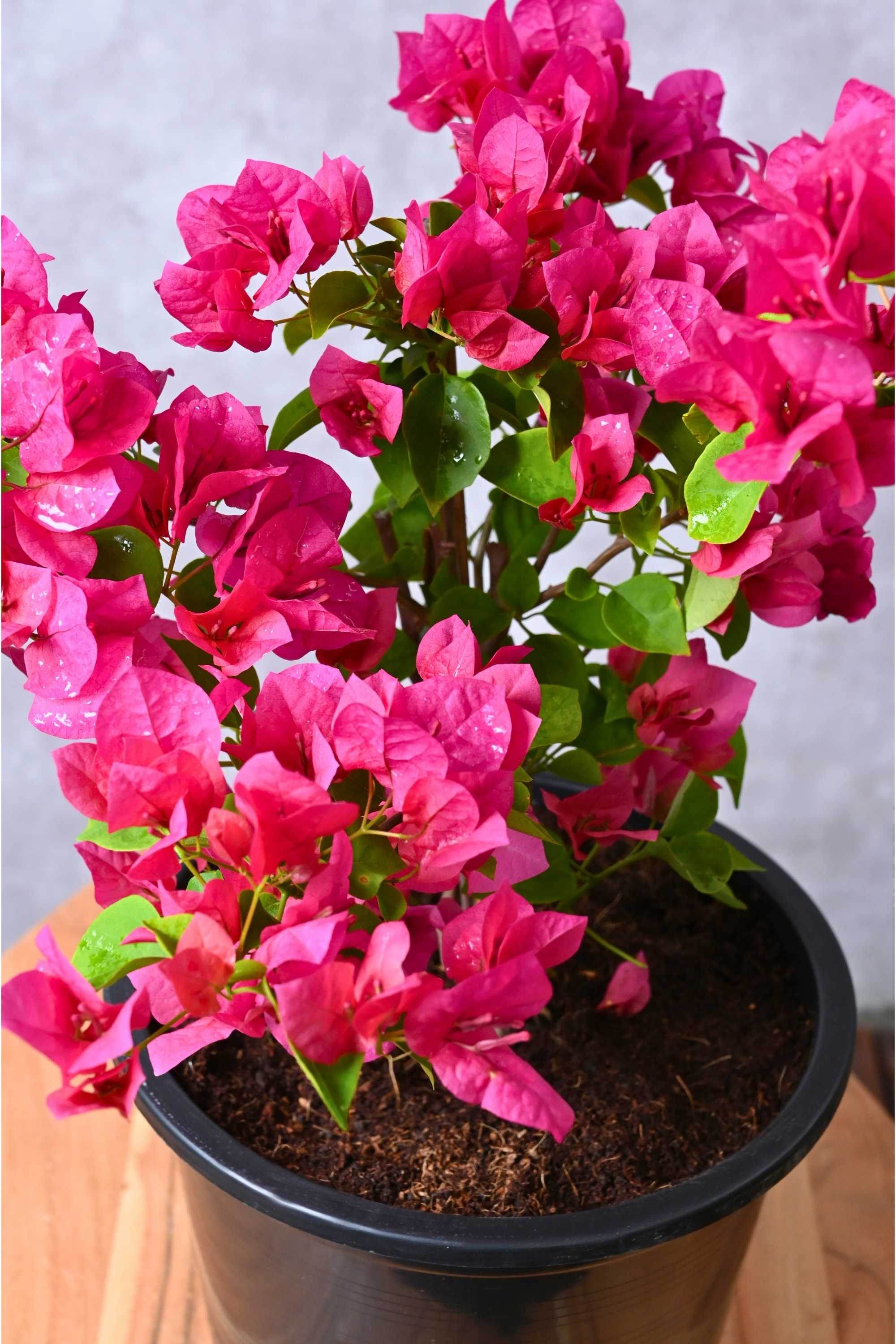 Outdoor Plant Small 30-40 cms Bougainvillae Spectablis Bougainvillae Spectablis | Buy Bougainvillea Online