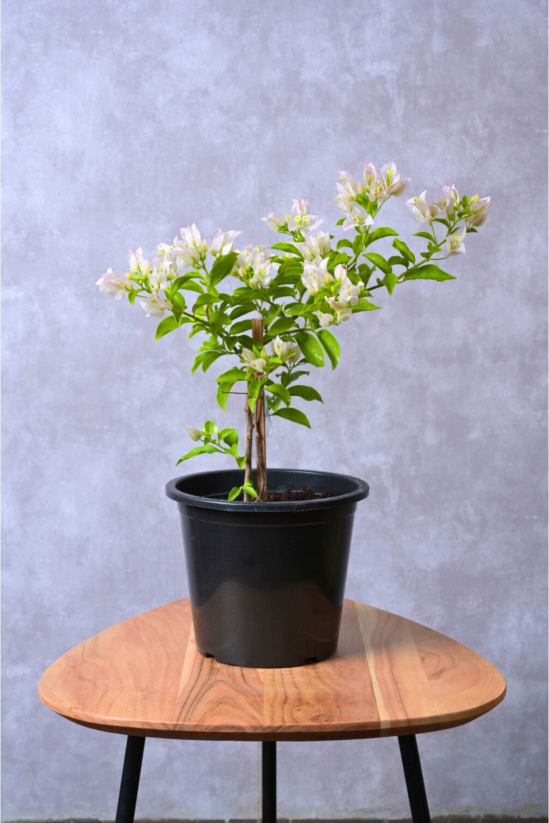 Bougainvillea glabra 'Nana White' – Adplants