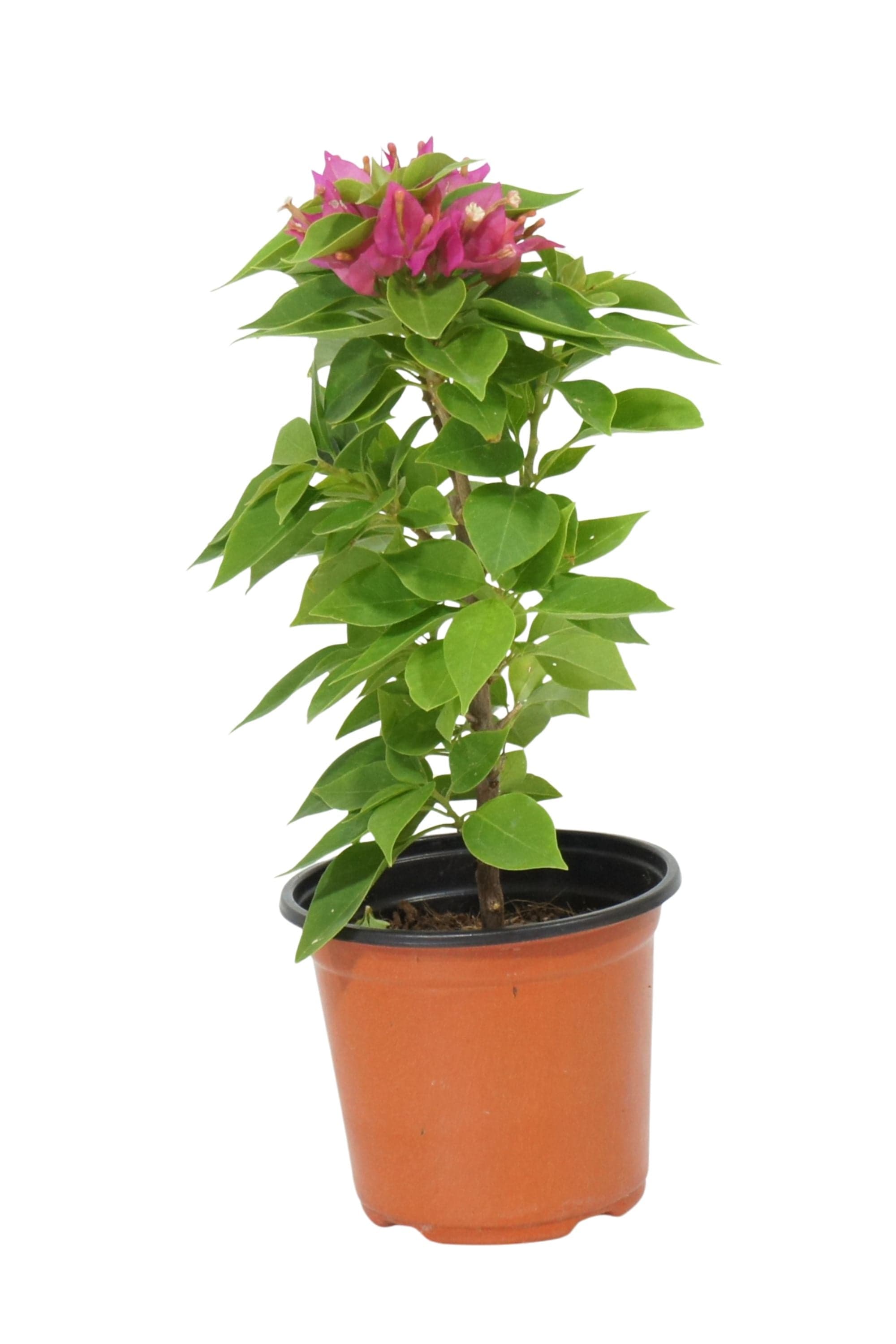 Outdoor Plant Small 30-40 cms Bougainvillea 'Pink Pixie'
