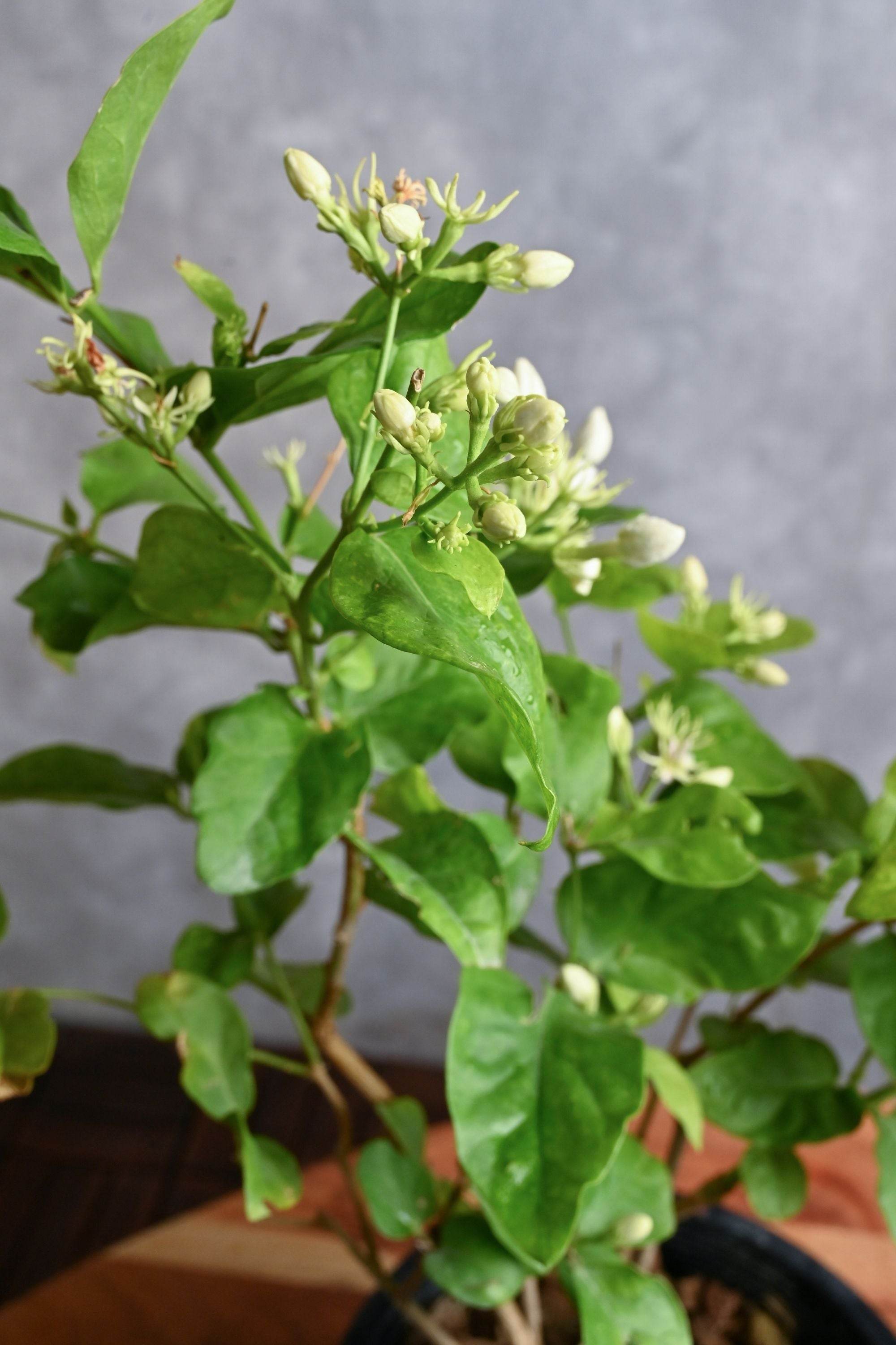 Outdoor Plant Small 30-40 cms / Default Plastic Pot Jasminum sambac Jasminum sambac
