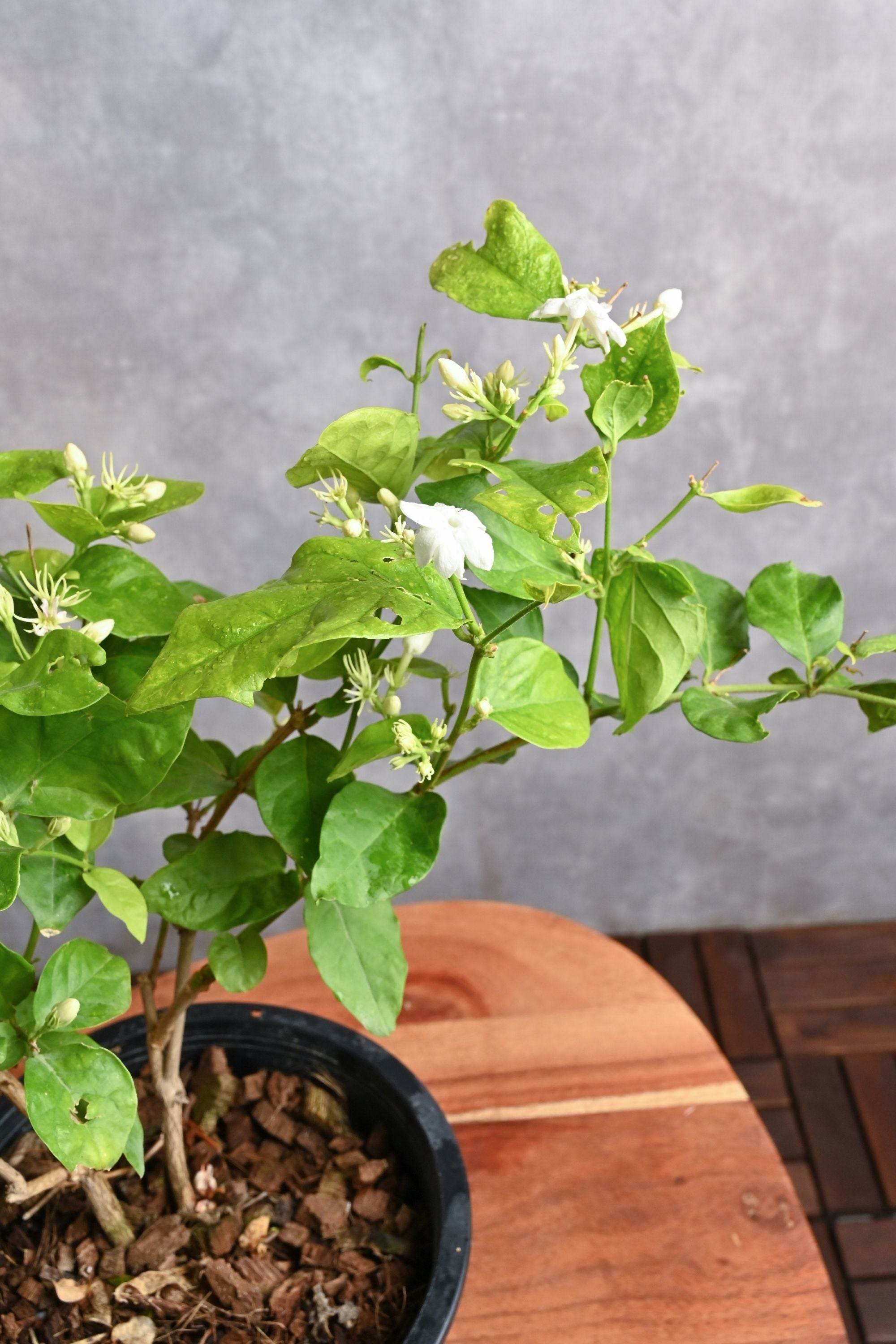 Outdoor Plant Small 30-40 cms / Default Plastic Pot Jasminum sambac Jasminum sambac