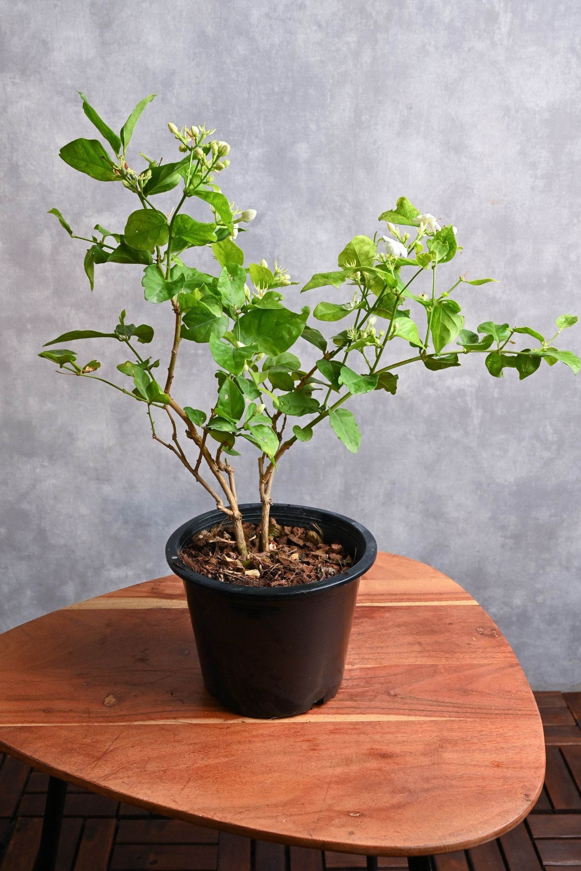 Outdoor Plant Small 30-40 cms / Default Plastic Pot Jasminum sambac Jasminum sambac