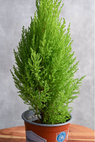 Outdoor Plant Small 40-50 cms Cupressus macrocarpa Cupressus macrocarpa