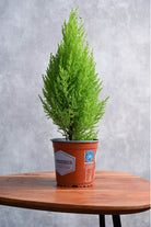 Outdoor Plant Small 40-50 cms Cupressus macrocarpa Cupressus macrocarpa