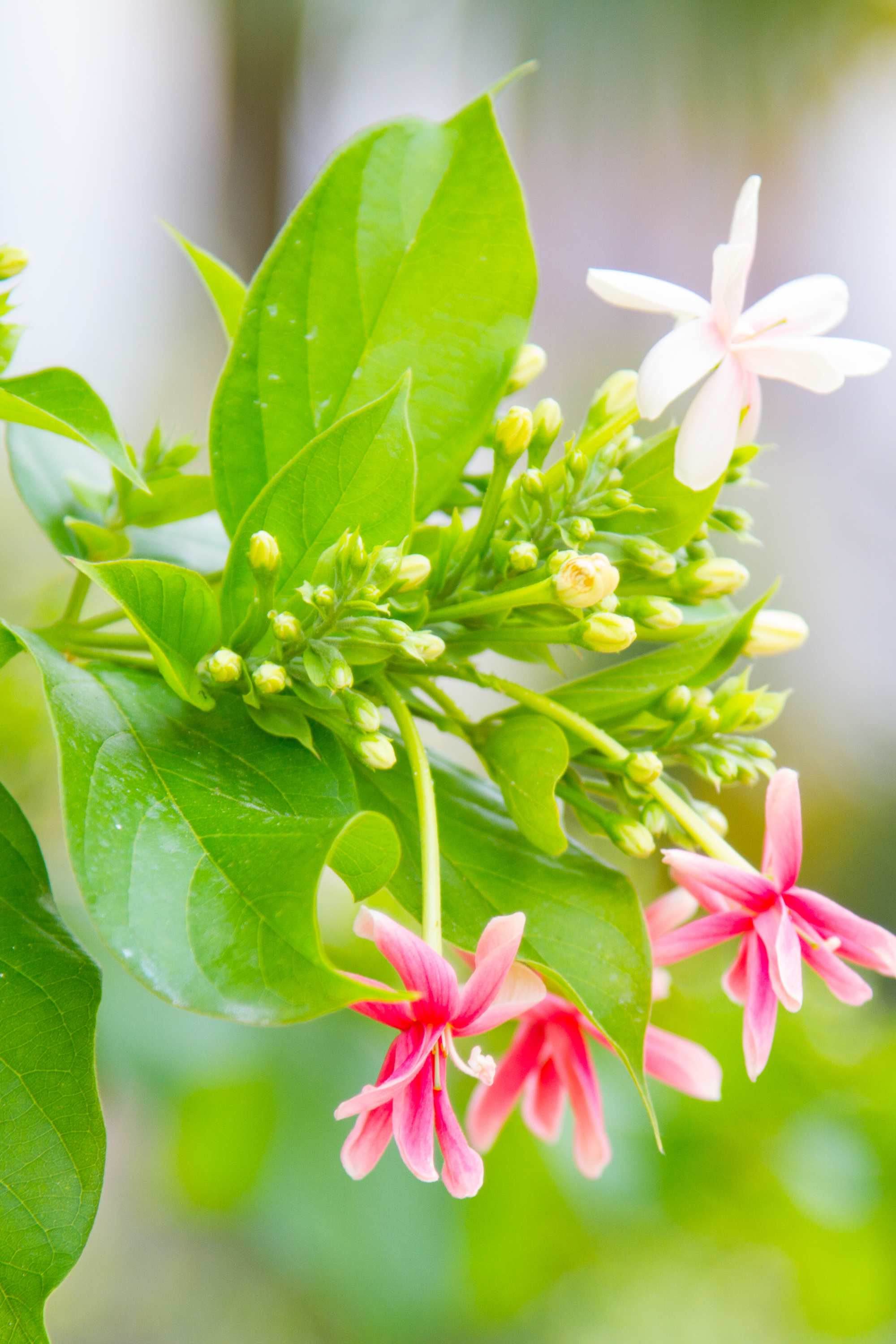 Outdoor Plant Small 40-50 cms Quisqualis indica - Single Flower Quisqualis indica - Single Flower